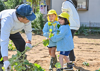 芋掘りをしている園児と園長先生